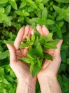 Mint Mint
